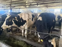 Kuh, Holstein-Rasse — Foto 4