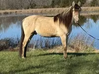குதிரை, Rocky Mountain Horse — புகைப்படம் 3