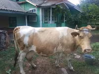 بقرة, Simmental cattle — الصورة 1