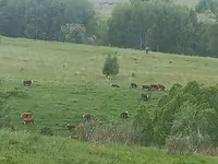 Kuh, Holstein-Rasse — Foto 2