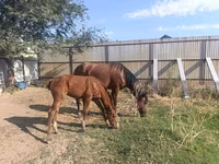 घोड़ी, Thoroughbred horse — फ़ोटो 2