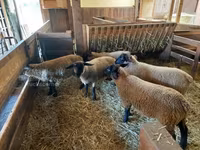 Brebis, Baerchuke sheep — photo 3