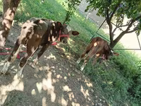 Cow, Red Estonian cattle — photo 2