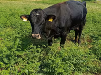 Bull, Red Polled Cow — photo 1