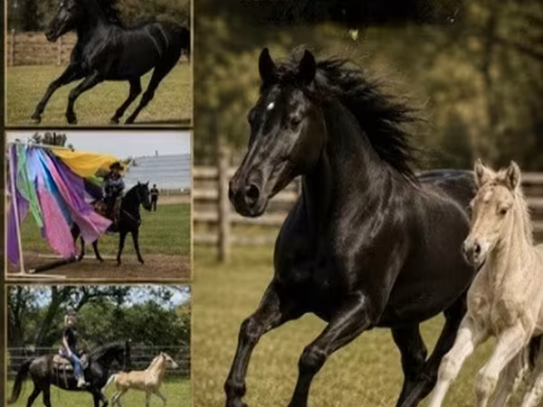பெண் குதிரை, Rocky Mountain Horse