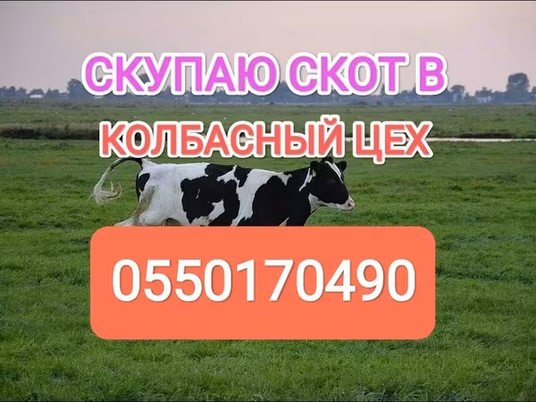 گاوهای هولشتاین