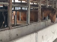 雄馬, Horse breed — 写真 5