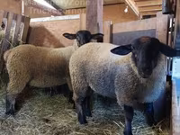 Brebis, Baerchuke sheep — photo 2