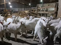 Cabra, Saanen goat — foto 1