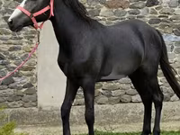 Koń, Anglo-Arabian — zdjęcie 2