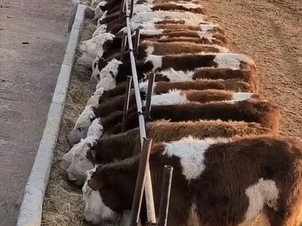 母牛, Cattle