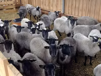 Baran, Romanov sheep — zdjęcie 5