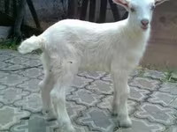 Ziegenbock, Saanen goat — Foto 2