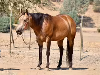 Horse (M), Quarter Horse — photo 2