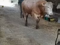 Touro, Blonde d’Aquitane cattle — foto 1