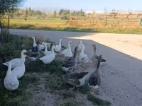 Geese — புகைப்படம் 4