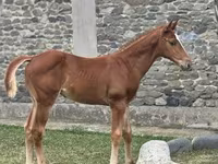 Koń, Anglo-Arabian — zdjęcie 2