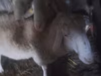 Carnero, Assaf sheep — foto 2