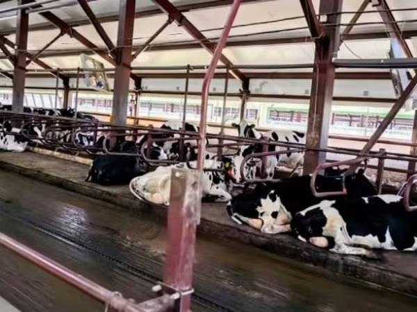 İnek, Holstein ırkı