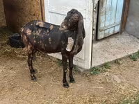Keçi, Kamori goats — foto 5
