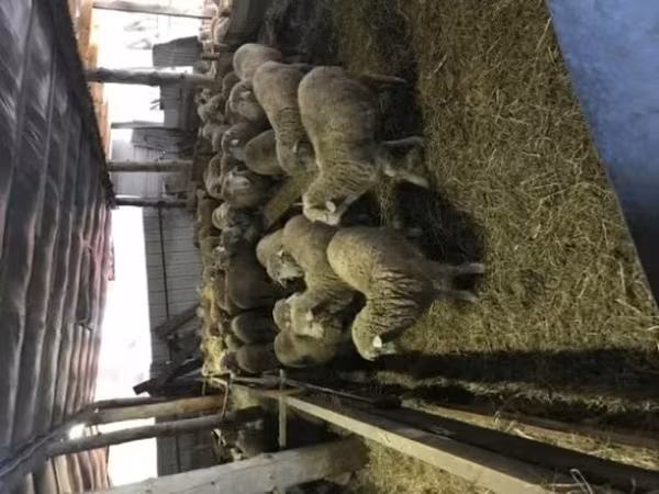 Ram, Sheep