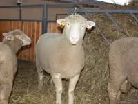 Koç, Dorset horn sheep — foto 1