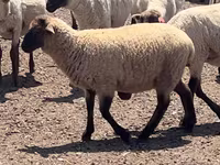 Baran, Hampshire sheep — zdjęcie 3