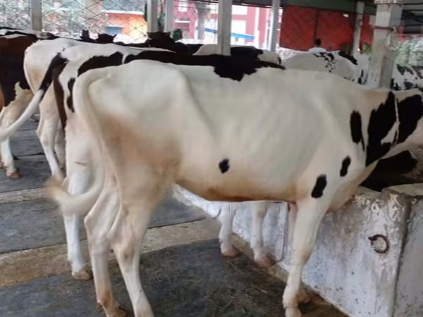 Vache, Buffle