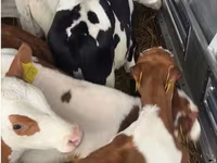 ثور, Simmental cattle — الصورة 1