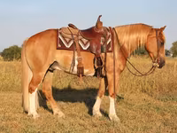 Caballo, Gypsy horse — foto 5