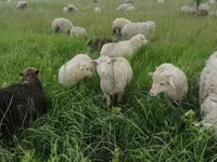 Widder, Merino sheep — Foto 3