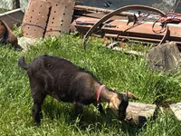 Ziege, Nubian Goat — Foto 4