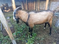 Ziegenbock, LaMancha goats — Foto 3