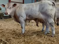 Toro, Charolais cattle — foto 4