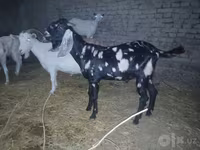 تيس, Beetal goats — الصورة 4