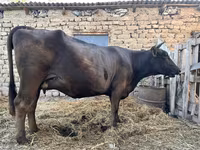 பசு, Swiss cattle — புகைப்படம் 5