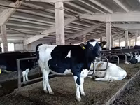 ثور, Russian Black pied cattle — الصورة 2