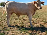 Boğa, Charolais cattle — foto 3
