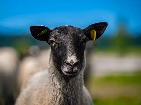 Koç, Romanov sheep