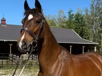 பெண் குதிரை, Dutch warmblood horse — புகைப்படம் 1