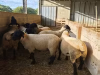 Carneiro, White Suffolk sheep — foto 4