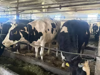 Kuh, Swiss cattle — Foto 3