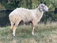 ஆண் ஆடு, Karakul sheep — புகைப்படம் 2