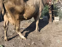 Vache, Race Alatauskaya — photo 4