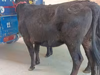 பசு, அபர்டீன் - ஆங்கஸ் — புகைப்படம் 3