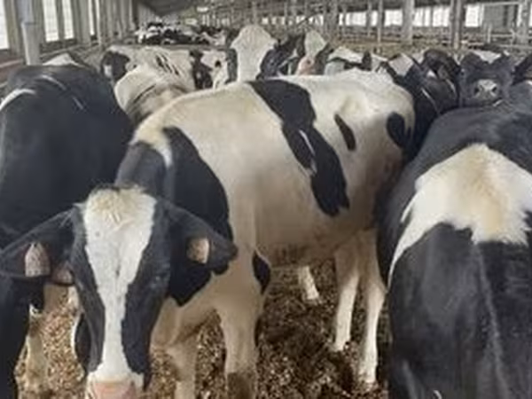 Rasa Holstein