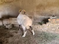 Bélier, Rhon sheep — photo 2