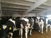 Cow, Holstein breed — photo 1