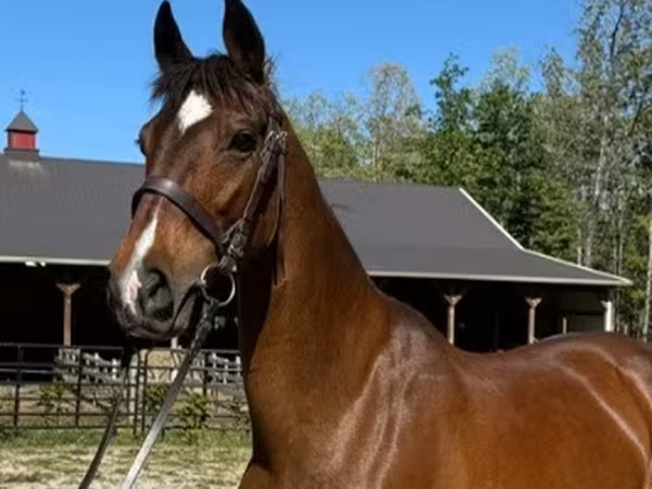 பெண் குதிரை, Dutch warmblood horse