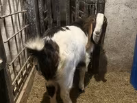 Boucs, Kamori goats — photo 5